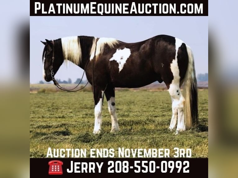 American Quarter Horse Gelding 6 years 15,2 hh Tobiano-all-colors in Caldwell ID