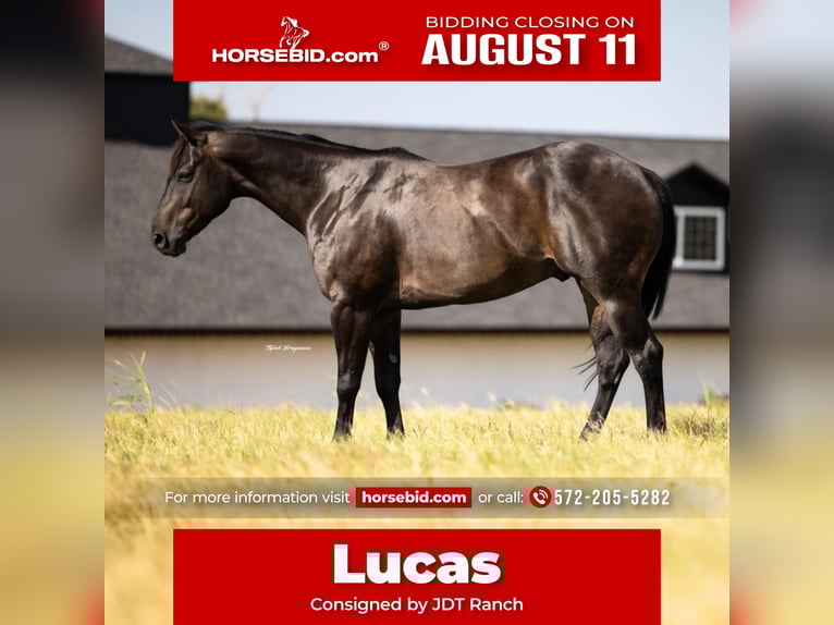American Quarter Horse Gelding 6 years 15,3 hh Black in Crescent, OK