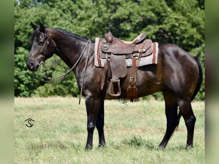 American Quarter Horse Gelding 6 years 15,3 hh Black in Crescent, OK