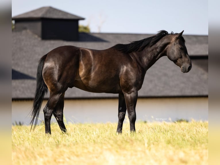 American Quarter Horse Gelding 6 years 15,3 hh Black in Crescent, OK