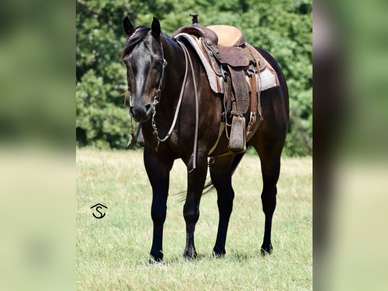 American Quarter Horse Gelding 6 years 15,3 hh Black in Crescent, OK
