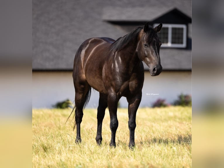 American Quarter Horse Gelding 6 years 15,3 hh Black in Crescent, OK