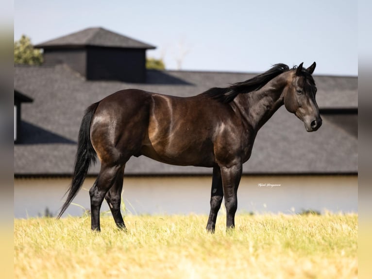 American Quarter Horse Gelding 6 years 15,3 hh Black in Crescent, OK