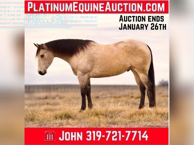 American Quarter Horse Gelding 6 years 15,3 hh Buckskin in LISBON, IA