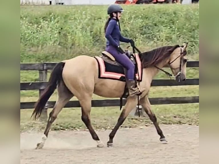 American Quarter Horse Gelding 6 years 15,3 hh Buckskin in Jeffersonton
