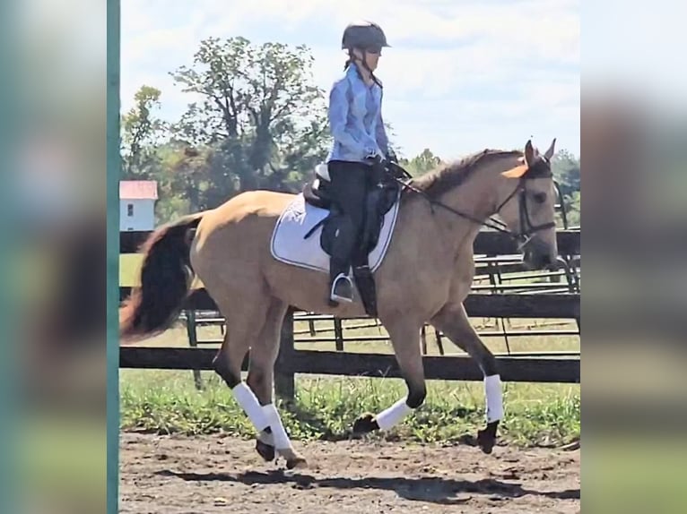 American Quarter Horse Gelding 6 years 15,3 hh Buckskin in Jeffersonton