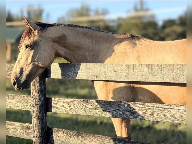 American Quarter Horse Gelding 6 years 15,3 hh Buckskin in Jeffersonton