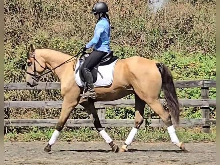 American Quarter Horse Gelding 6 years 15,3 hh Buckskin in Jeffersonton