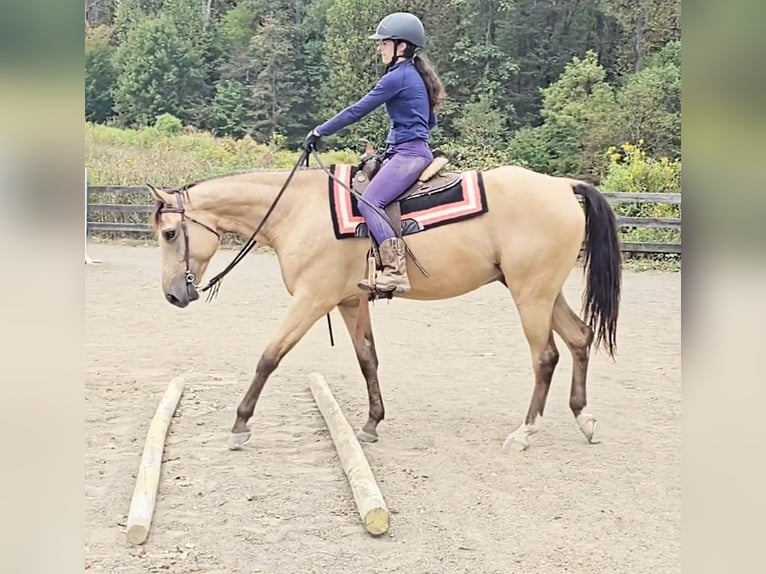 American Quarter Horse Gelding 6 years 15,3 hh Buckskin in Jeffersonton
