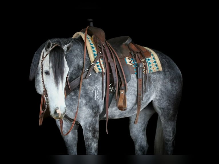 American Quarter Horse Gelding 6 years 15,3 hh Grey in Clarion