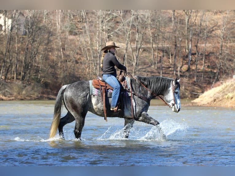 American Quarter Horse Gelding 6 years 15,3 hh Grey in Clarion