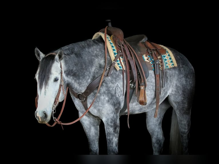 American Quarter Horse Gelding 6 years 15,3 hh Grey in Clarion