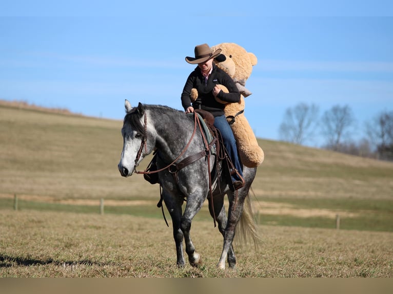American Quarter Horse Gelding 6 years 15,3 hh Grey in Clarion