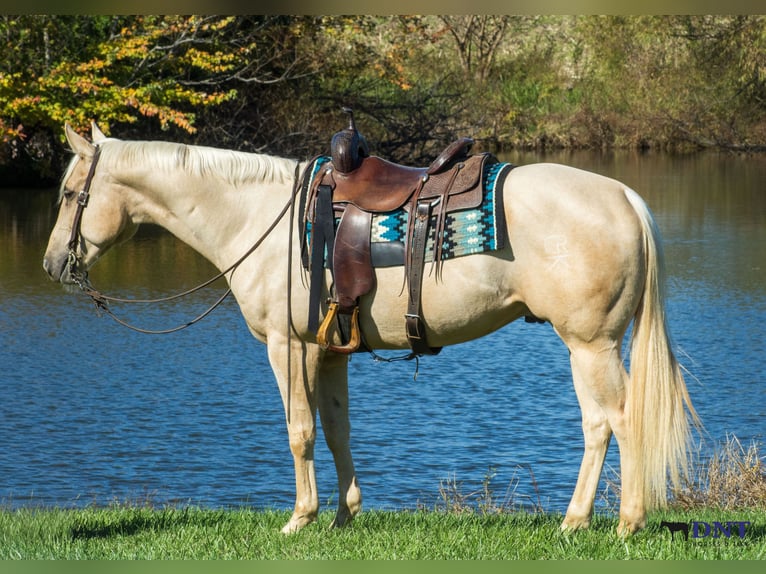 American Quarter Horse Gelding 6 years 15,3 hh Palomino in Henderson