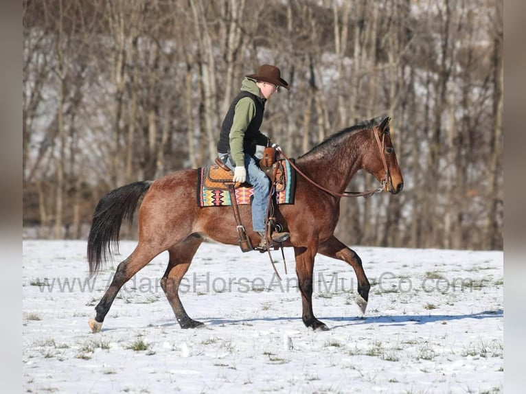 American Quarter Horse Gelding 6 years 15,3 hh Roan-Bay in Mount Vernon