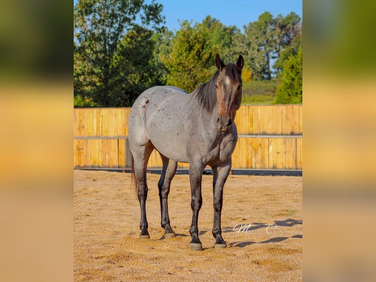American Quarter Horse Gelding 6 years 15,3 hh Roan-Blue in Summersville
