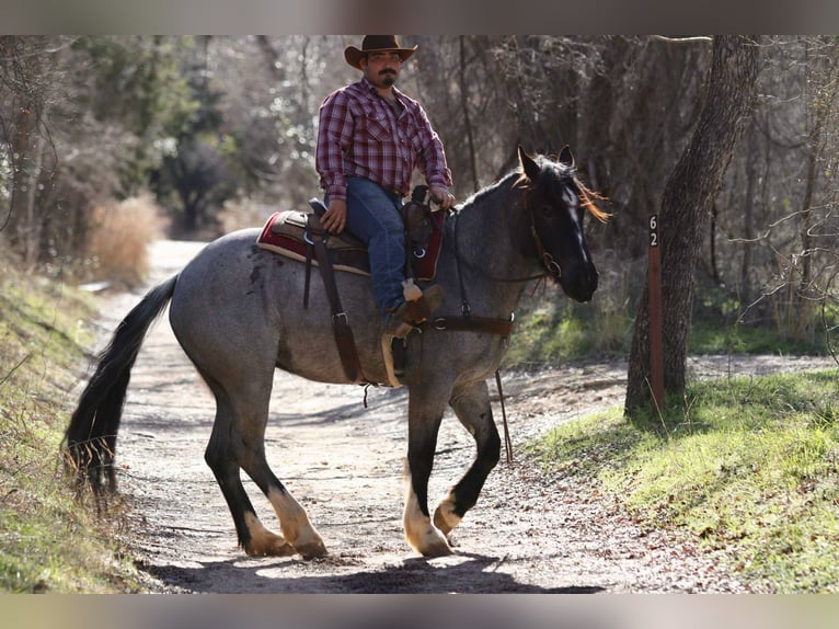 American Quarter Horse Gelding 6 years 15,3 hh Roan-Blue in Stephenville TX