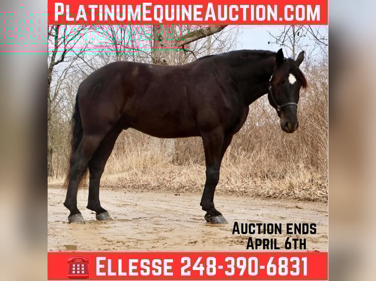 American Quarter Horse Gelding 6 years 16,1 hh Black in Howell, MI