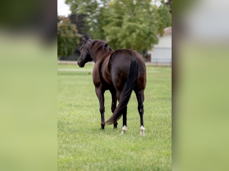 American Quarter Horse Gelding 6 years 16,1 hh Black in Lisbon IA