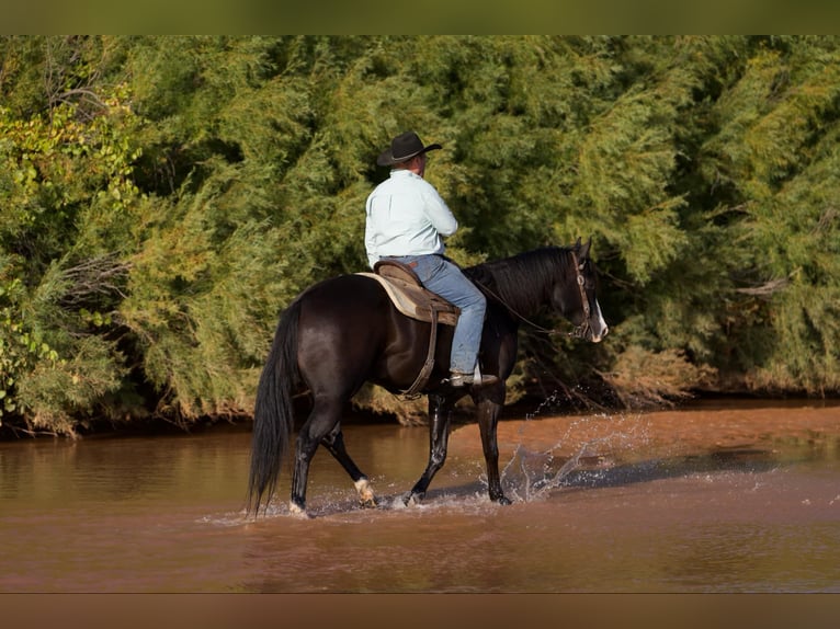 American Quarter Horse Gelding 6 years 16,1 hh Black in Lisbon IA