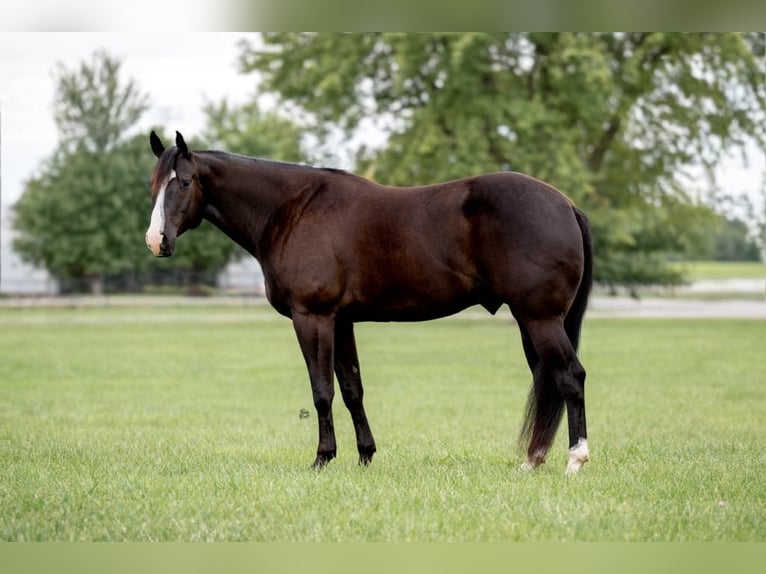 American Quarter Horse Gelding 6 years 16,1 hh Black in Lisbon IA