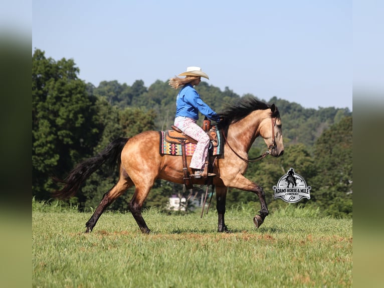 American Quarter Horse Gelding 6 years 16.1 hh Buckskin in Gladstone, NJ
