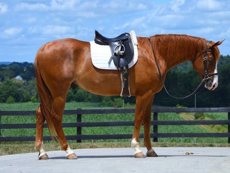 American Quarter Horse Gelding 6 years 16,1 hh Chestnut in Fredricksburg, OH