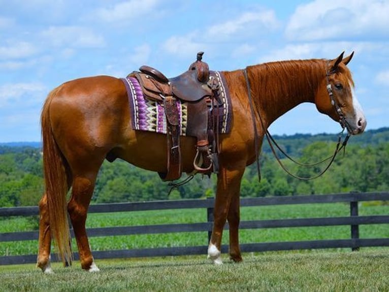 American Quarter Horse Gelding 6 years 16,1 hh Chestnut in Fredricksburg, OH