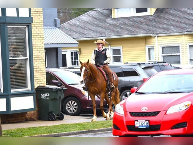 American Quarter Horse Gelding 6 years 16,1 hh Chestnut in Fredricksburg, OH