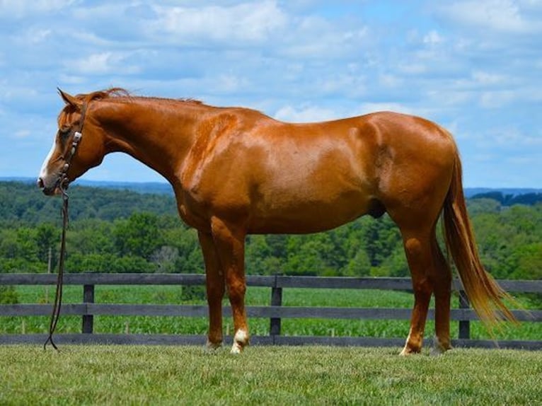 American Quarter Horse Gelding 6 years 16,1 hh Chestnut in Fredricksburg, OH