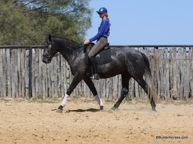 American Quarter Horse Gelding 6 years 16.1 hh Grey in Weatherford TX
