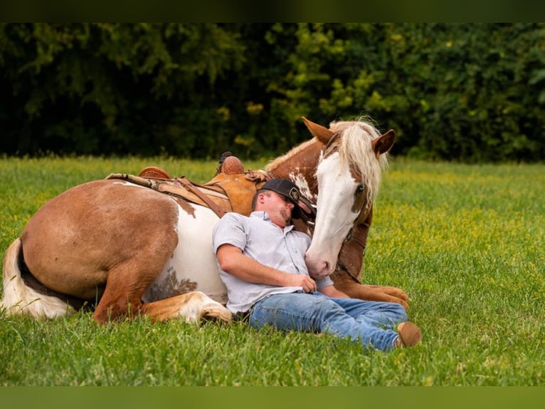 American Quarter Horse Gelding 6 years 16,1 hh Overo-all-colors in Middletown OH