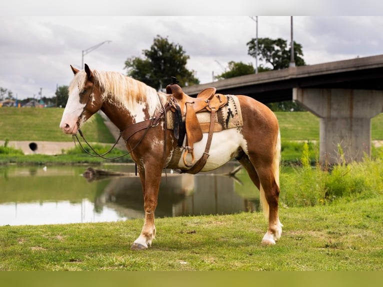 American Quarter Horse Gelding 6 years 16,1 hh Overo-all-colors in Middletown OH