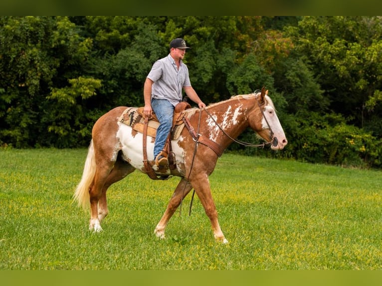 American Quarter Horse Gelding 6 years 16,1 hh Overo-all-colors in Middletown OH