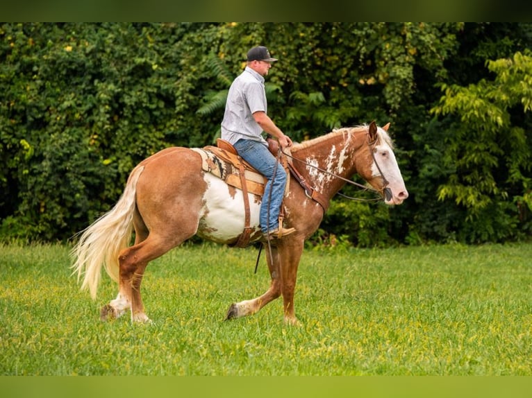 American Quarter Horse Gelding 6 years 16,1 hh Overo-all-colors in Middletown OH