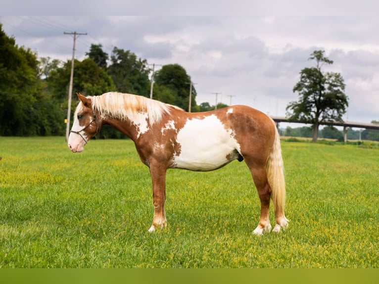 American Quarter Horse Gelding 6 years 16,1 hh Overo-all-colors in Middletown OH