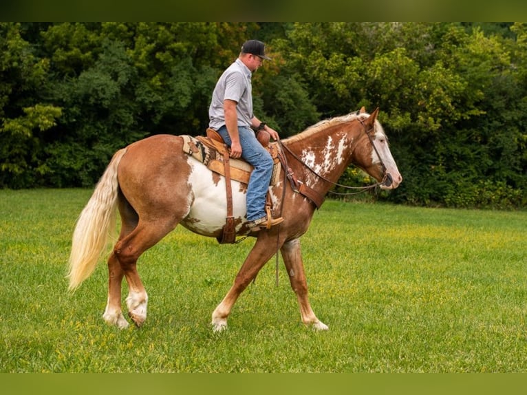 American Quarter Horse Gelding 6 years 16,1 hh Overo-all-colors in Middletown OH