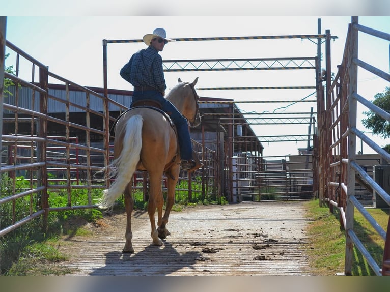 American Quarter Horse Gelding 6 years 16,1 hh Palomino in Stephenville, TX