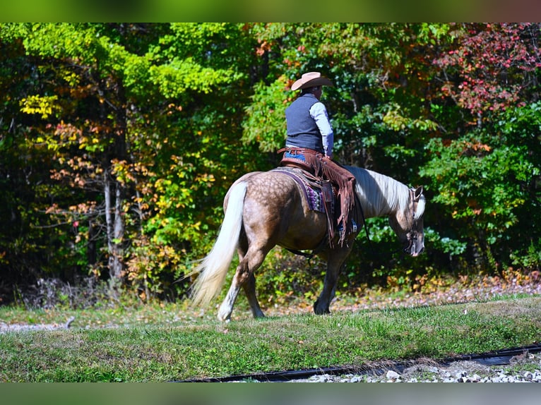 American Quarter Horse Mix Gelding 6 years 16,1 hh Palomino in Fredericksburg, OH