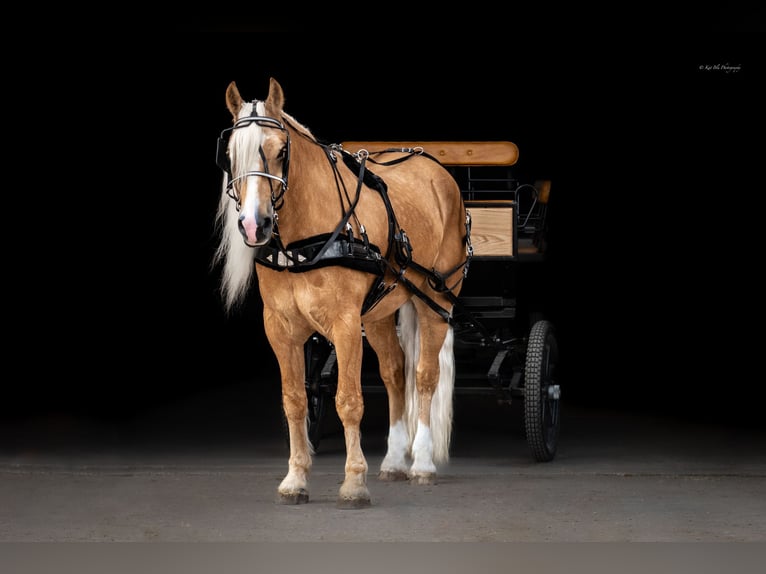 American Quarter Horse Mix Gelding 6 years 16,1 hh Palomino in Grand Island, NE