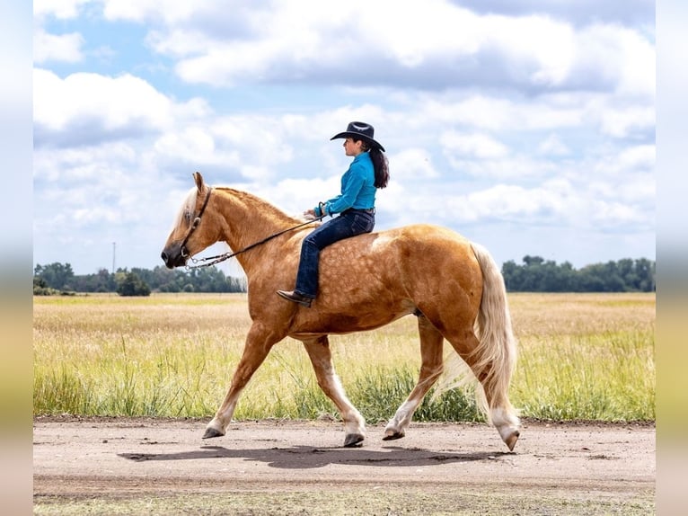 American Quarter Horse Mix Gelding 6 years 16,1 hh Palomino in Grand Island, NE