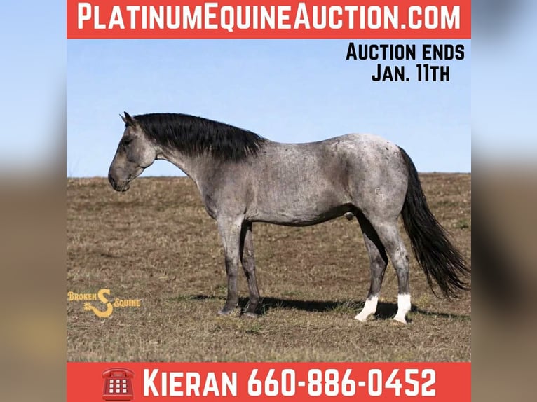 American Quarter Horse Gelding 6 years 16.1 hh Roan-Blue in Bogard MO