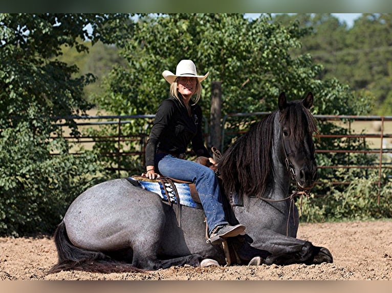 American Quarter Horse Gelding 6 years 16,1 hh Roan-Blue in Huntsville Tx