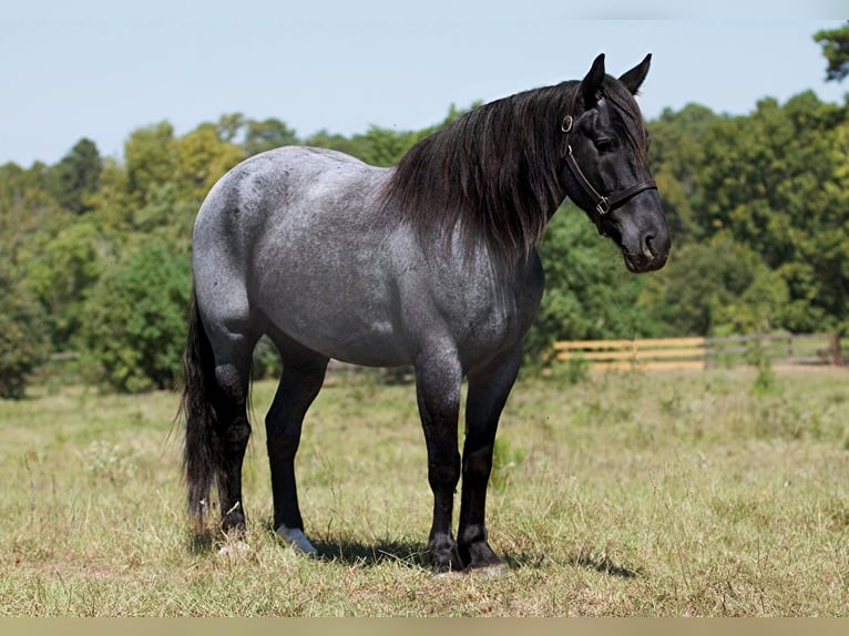 American Quarter Horse Gelding 6 years 16,1 hh Roan-Blue in Huntsville Tx
