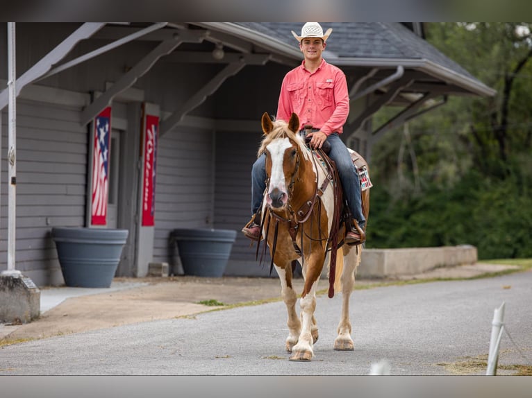 American Quarter Horse Gelding 6 years 16,1 hh Tobiano-all-colors in Ewing Ky