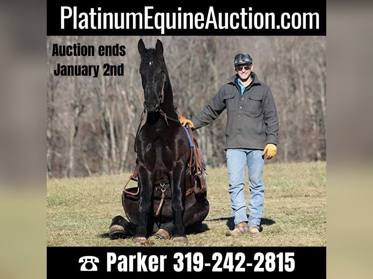 American Quarter Horse Gelding 6 years 16,2 hh Black in Somerset, KY