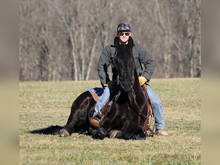 American Quarter Horse Gelding 6 years 16,2 hh Black in Somerset