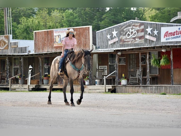 American Quarter Horse Gelding 6 years 16,2 hh Dun in Sweet Springs MO