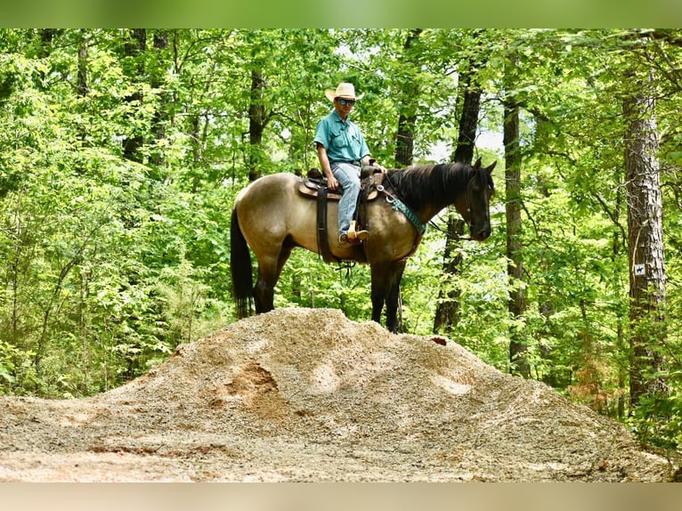 American Quarter Horse Gelding 6 years 16,2 hh Dun in Sweet Springs MO