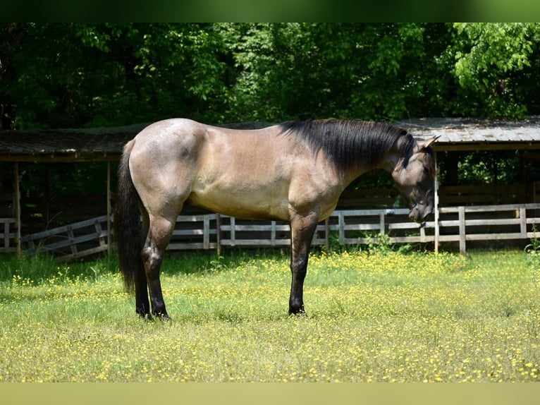 American Quarter Horse Gelding 6 years 16,2 hh Dun in Sweet Springs MO